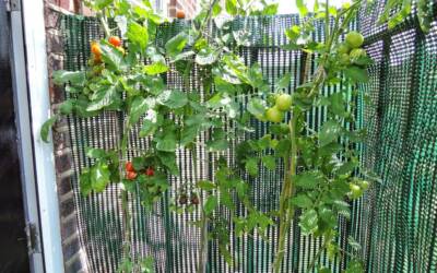 Growing your Own Tomatoes