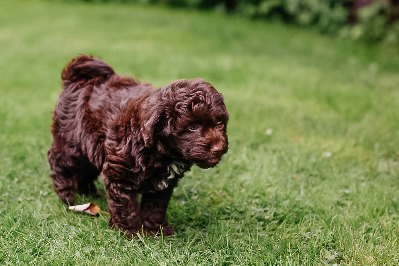 Getting a Labradoodle Puppy