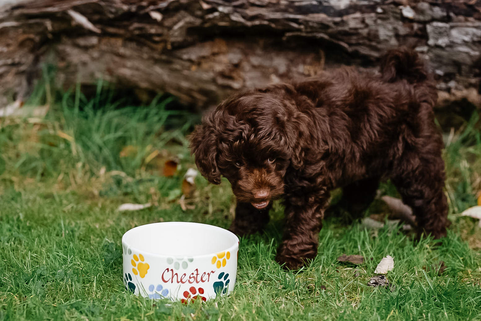 Getting a Labradoodle Puppy